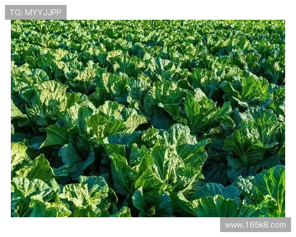 全面解析白菜资源收集的有效方法与技巧