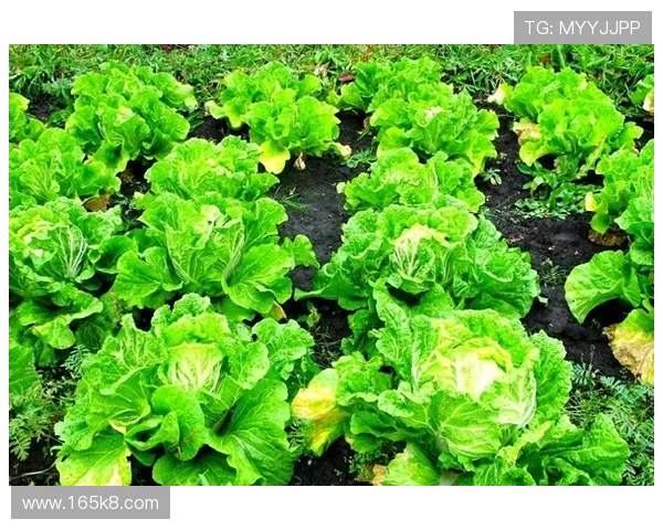 揭秘‘白菜哥哥’的真实含义与文化背景